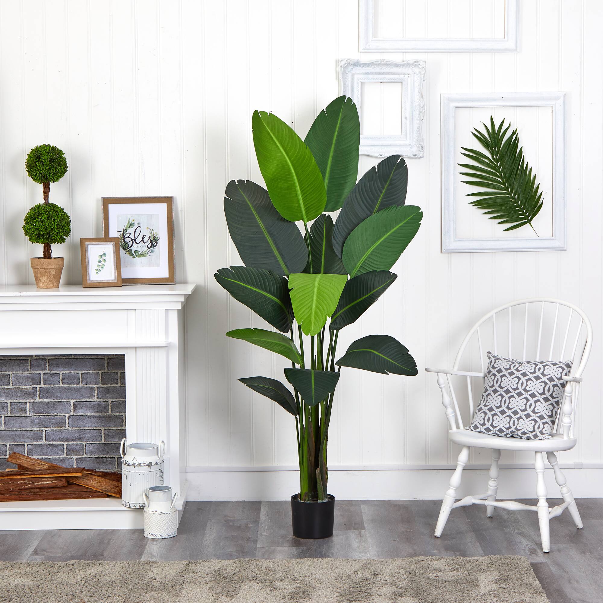 6ft. Potted Travelers Palm Tree